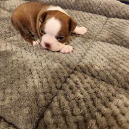 Boston Terrier Puppies from Bostic's bostons
