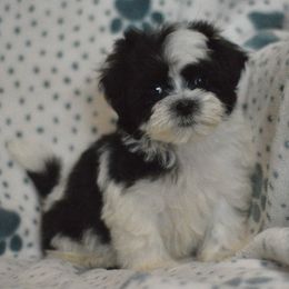 Baseball - Black and white male Shichon puppy in Delta, Colorado from PTK Ranch