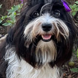 "Charlotte, was Etta" Havanese Puppies from Endearing Havanese