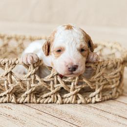 Wrangler - Yellow and white male Bernedoodle puppy in Santa Barbara, California from K+C Doodles