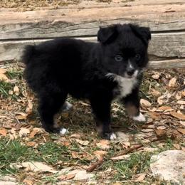 Black Tri - Black tri female Toy Australian Shepherd puppy in Stephenville, Texas from Rockin J Lil Aussies