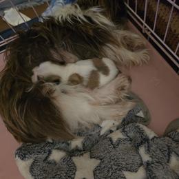 Angel - Tricolor female Shih Tzu puppy in Avery, Texas from Christye Bolen