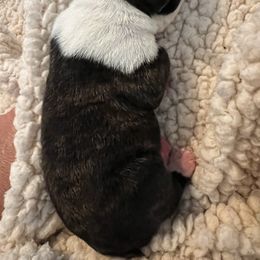 Boston Terrier Puppies from Rhonda Binkard