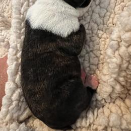 Boston Terrier Puppies from Rhonda Binkard