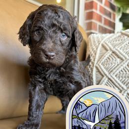 Yosemite - Chocolate male Labradoodle puppy in Lubbock, Texas from Lucky Labradoodles
