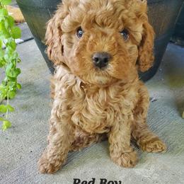 Red Boy - Apricot male Cavapoo puppy in Wisconsin from Catch A Cavapoo