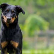 Rowdy - Beauceron