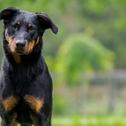 Rowdy - Beauceron