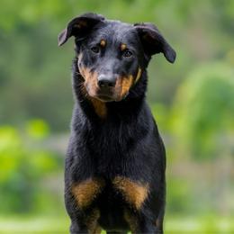 Rowdy - Beauceron