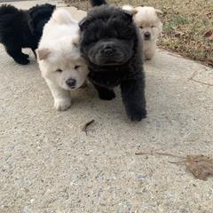 Chow Chow Puppies from Darling Chows