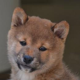 Shiba Inu and Yorkshire Terrier Puppies from Royal Kennels