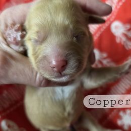 Cavapoochon puppies from Cavapoochon Central LLC