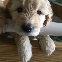 Goldendoodle Puppies from Toneytails Doodles