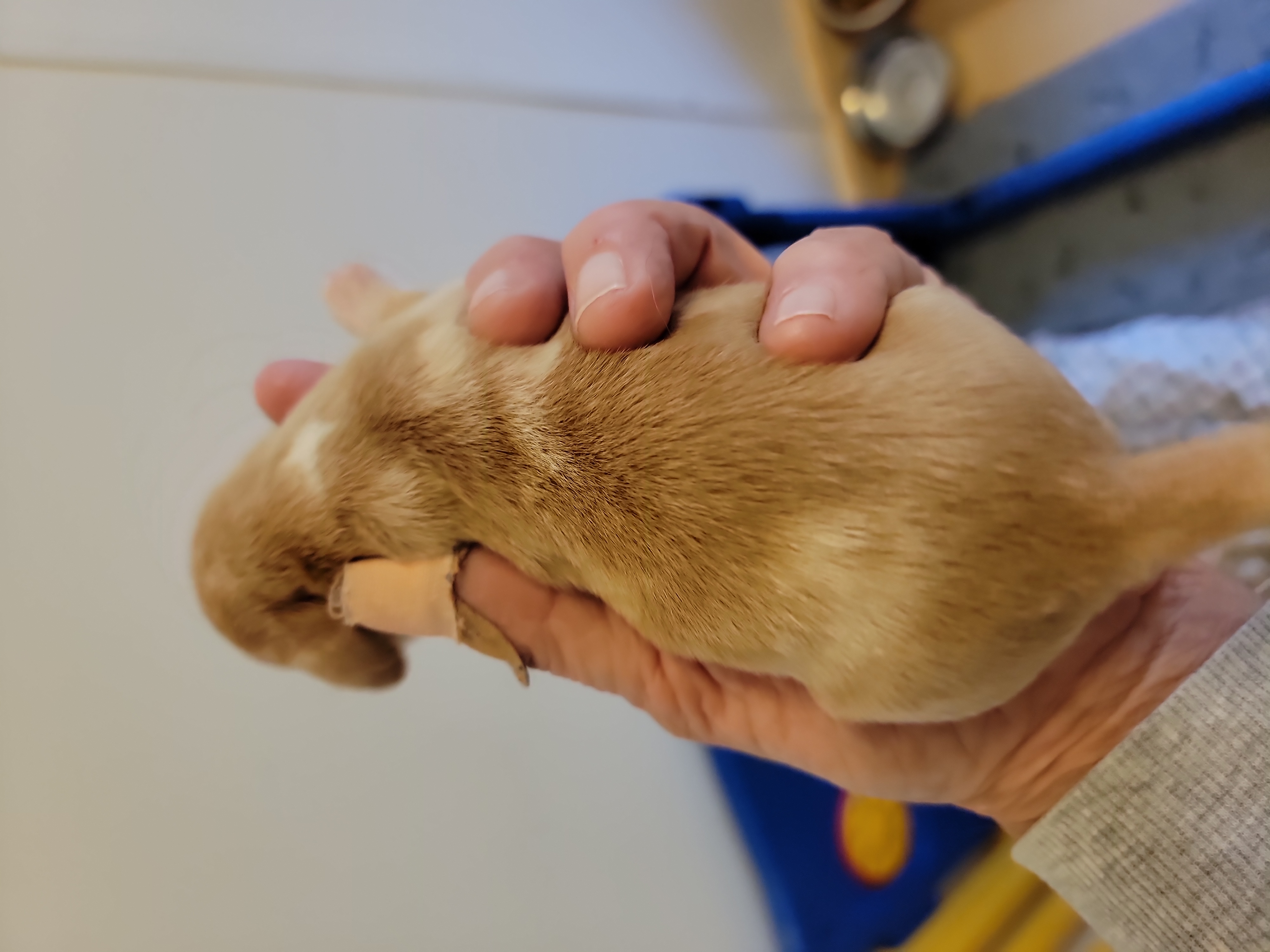 Dachshund Puppies from CLARK'S BREEDING PROGRAM