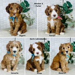 Meadow Boys - Apricot male Australian Labradoodle puppy in Elk Grove, California from Sacto Labradoodles