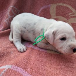 Boy 1 - White and black Dalmatian puppy in Springfield, Ohio from Freeze Farms