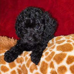 HENDRIX - Black male Maltipoo puppy in Palmdale, California from J Designer Puppies