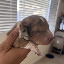 Magic - Dapple male Dachshund puppy in Los Lunas, New Mexico from Poker Paws Dachshunds by Chelsy