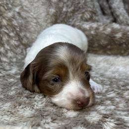 Oz AKC - Dapple male Dachshund puppy in Osage, Oklahoma from Vandruff Creek Mini Dachshunds