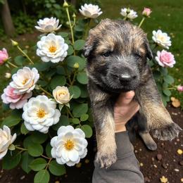 Leo - Sable male German Shepherd puppy in Oakland, Oregon from VHM German Shepherds