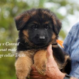 Orange collar Dolly and Conrad litter - Black and red male German Shepherd puppy in Chrisney, Indiana from Indiana German Shepherds