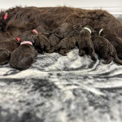 Boykin Spaniel and Chesapeake Bay Retriever Puppies from Big Medicine Kennel