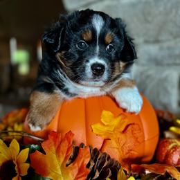 Miniature Australian Shepherd and Toy Australian Shepherd Puppies from Popparosa Toy & Mini Aussies
