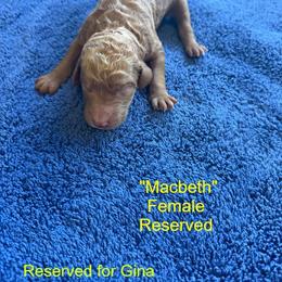 Macbeth - Apricot female Poodle puppy in St. Johnsbury, Vermont from Poodles of the Northern Woods