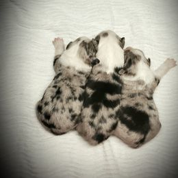 Australian Shepherd puppies from Skiba Aussies