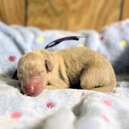 Abliene - Apricot female Goldendoodle puppy in Pittsburg, Texas from Grace Springs Goldendoodles