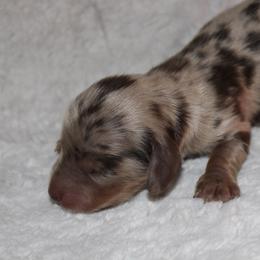 Boy 2 - Dapple male Dachshund puppy in Paris, Texas from Kuttin’ Up Mini Aussies