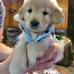 English Setter, Golden Retriever, and Gordon Setter Puppies from Katherine Lirette