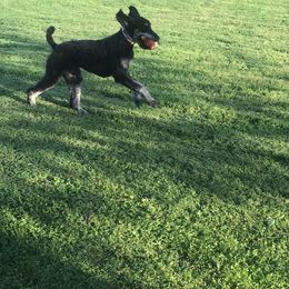 Poodles from Khaos Kennels WV