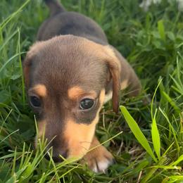 Dock - Sable male Dachshund puppy in Bremen, Georgia from Asapp’s Sweet and Spicy Dachshunds