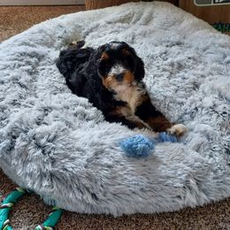 Bernedoodle and Double Doodle Puppies from Cloud Nine Doodles