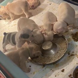 Bulldogs and French Bulldogs from Burrell’s Bulldog Kingdom