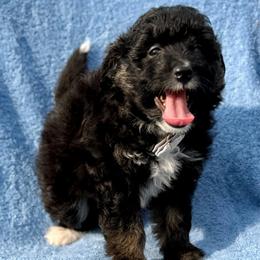 Grey collar toy - Black tri-color male Aussiedoodle puppy in 32046, Florida from River Hill Ranch