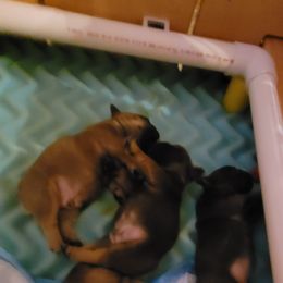 French Bulldog Puppies from 4 Leaf Frenchies