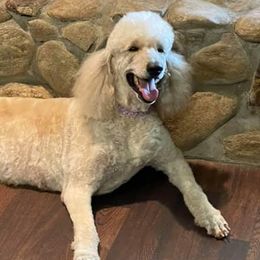 Poodles from Skylark Legacy Farm Poodles & Doodles