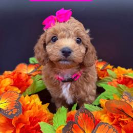 Jersey - Pink Collar - Apricot female Goldendoodle puppy in Cape Coral, Florida from Nay Nays Mini Doodles