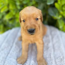 Red boy - Dark golden male Golden Retriever puppy in Salt Lake City, Utah from Deseret Peak Goldens