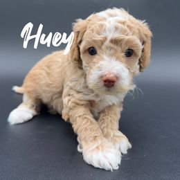 Huey - Apricot male Poodle puppy in Ballwin, Missouri from Show Me Doodles
