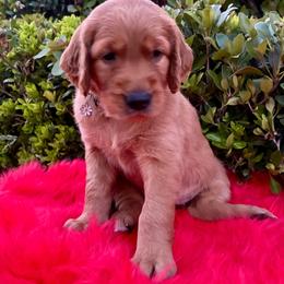 Nola - Dark golden female Golden Retriever puppy in Santa Ana, California from American Golden Retrievers