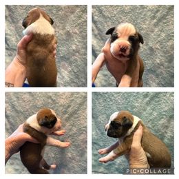 N- Boy-2 - Fawn male Boxer puppy in Evington, Virginia from Buffalo Creek Boxers