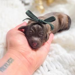Holly - Chocolate female Double Doodle puppy in Cleveland, Tennessee from Edgewater Doodles & Designer Pups