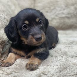 Rocco - Black and tan male Dachshund puppy in Richmond, Virginia from Paw Prints
