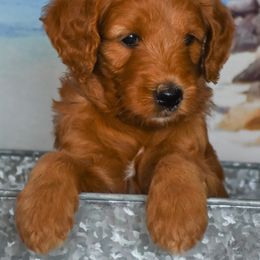 Goldendoodle and Sheepadoodle Puppies from Dewey Doodles