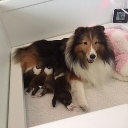 Shetland Sheepdog Puppies from Susan Lucas