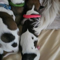 Pink Girl - White and brown Kromfohrlander puppy in Pickerington, Ohio from Cynthia  Lear