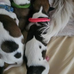 Pink Girl - White and brown Kromfohrlander puppy in Pickerington, Ohio from Cynthia  Lear